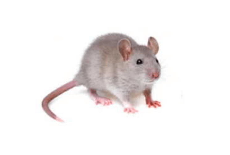 rat300x300